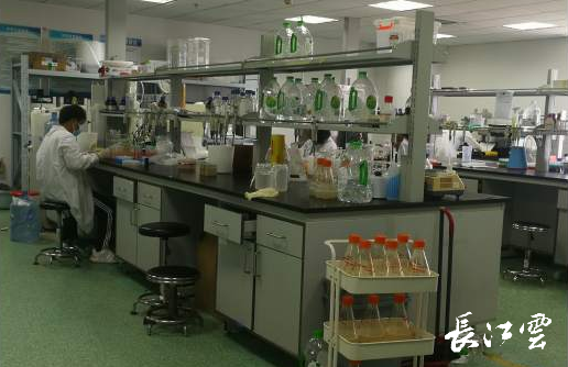 從上門申請到坐等權(quán)益 湖北無申請退稅費改革助力生物技術(shù)研發(fā)創(chuàng)新