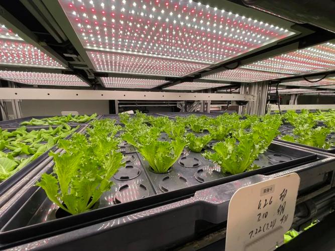 植物工廠 展示之外的生產(chǎn)力革命